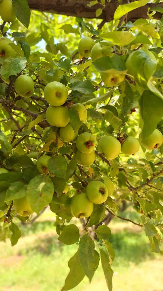 باغ شهری