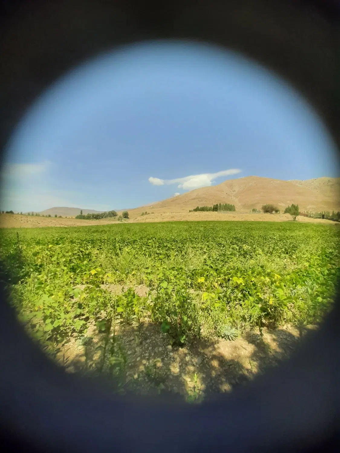زمین خانه باغ