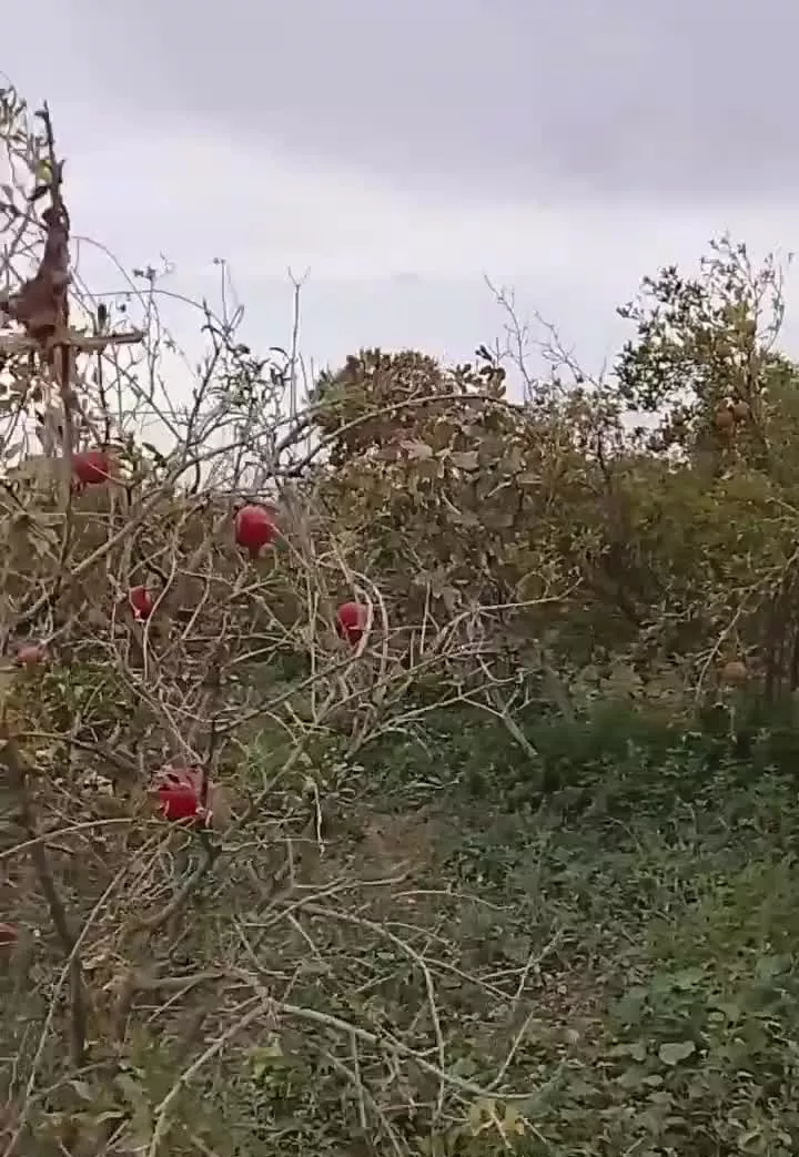 باغ انار