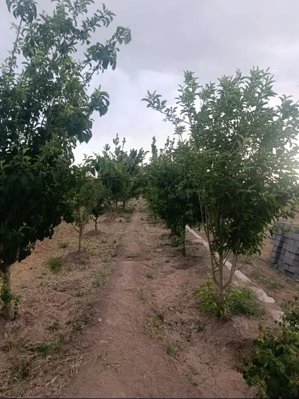 زمین مسکونی سند تک برگ جوپار