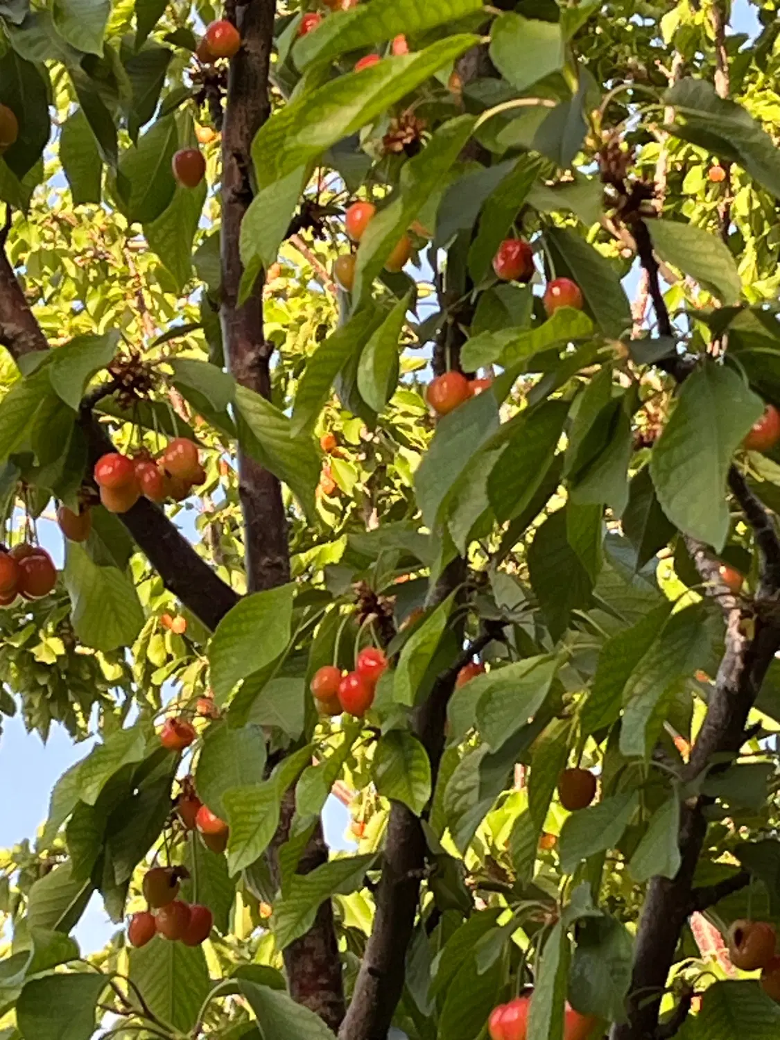 باغ لاکچری  اماده مبله ابشار سوم