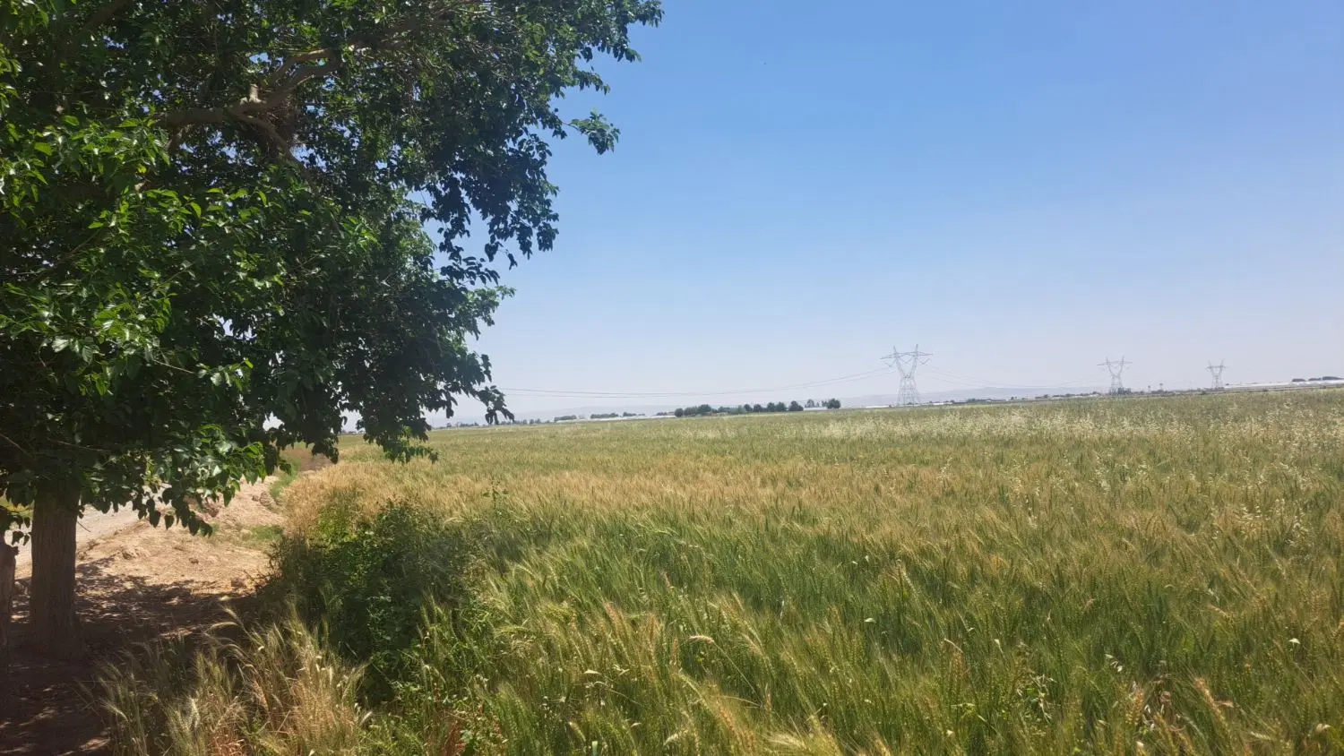 فروش زمین زراعی به مساحت سه و نیم هکتار