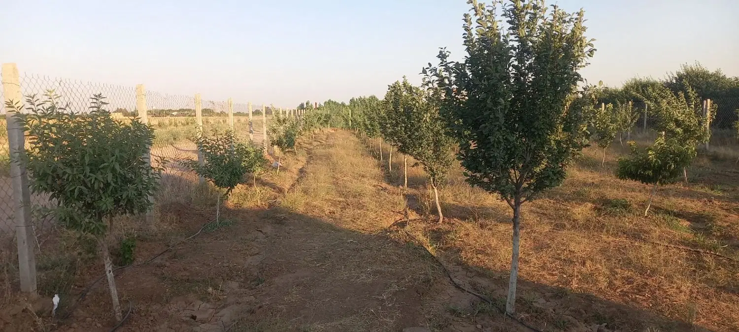 باغ میوه ۱۰۰۰متری در محدوده شهر الوند