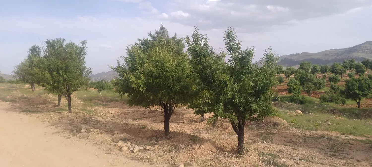 زمین. باغ