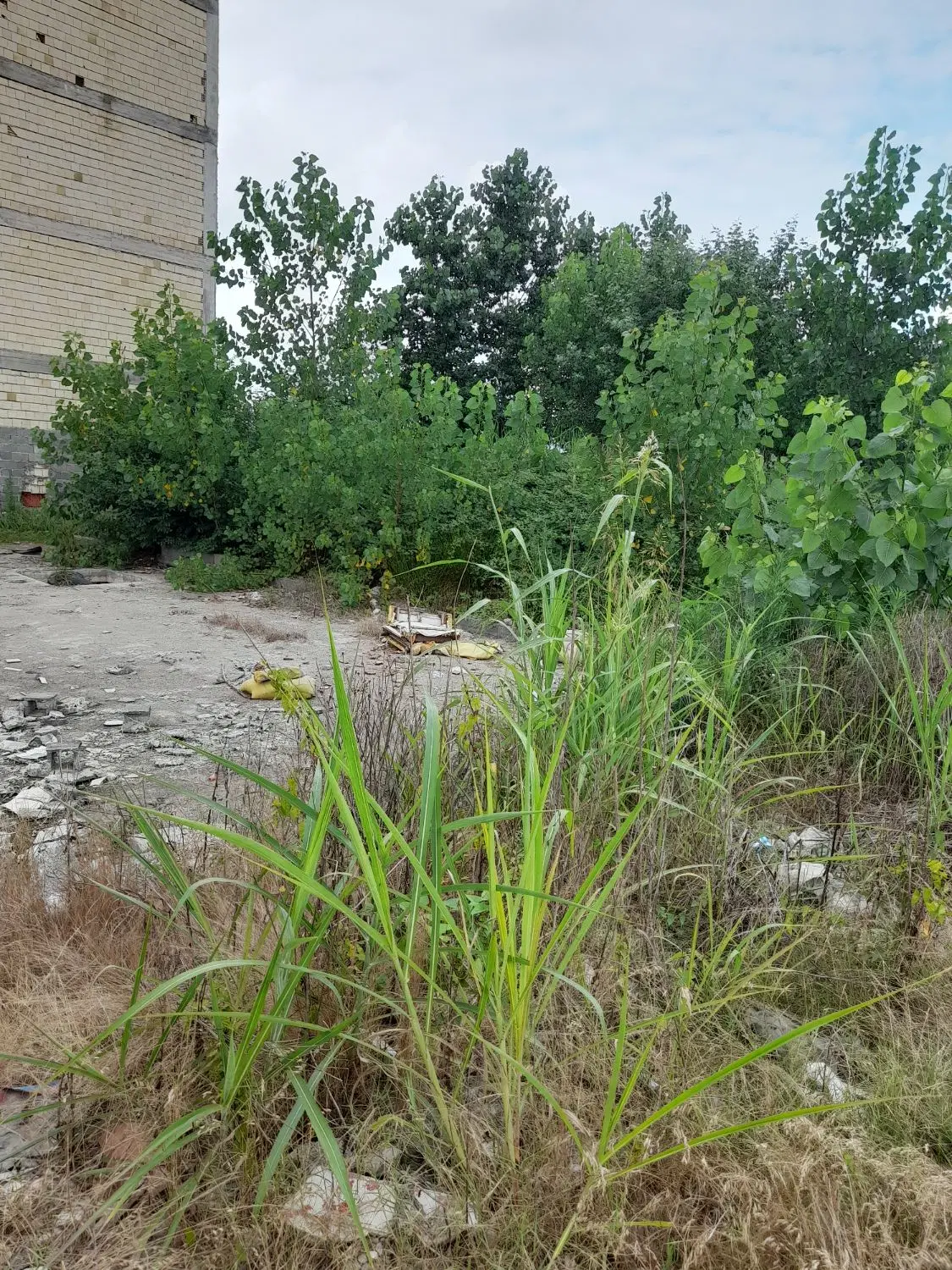 زمین مسکونی یخسازی