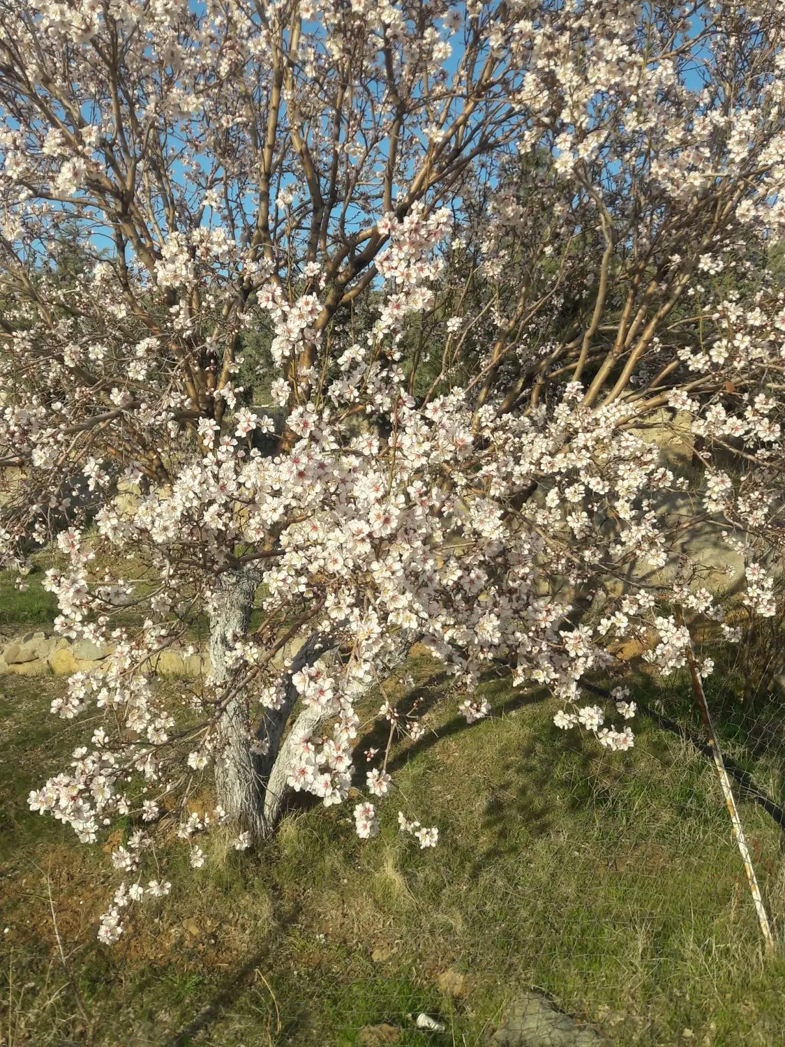 زمین زراعی