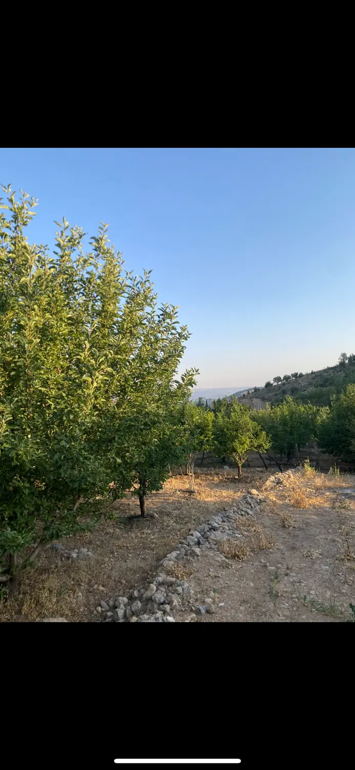فروش باغ