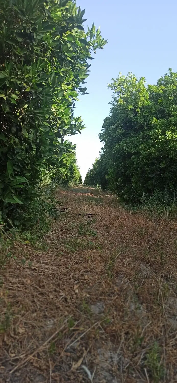 زمین کشاورزی