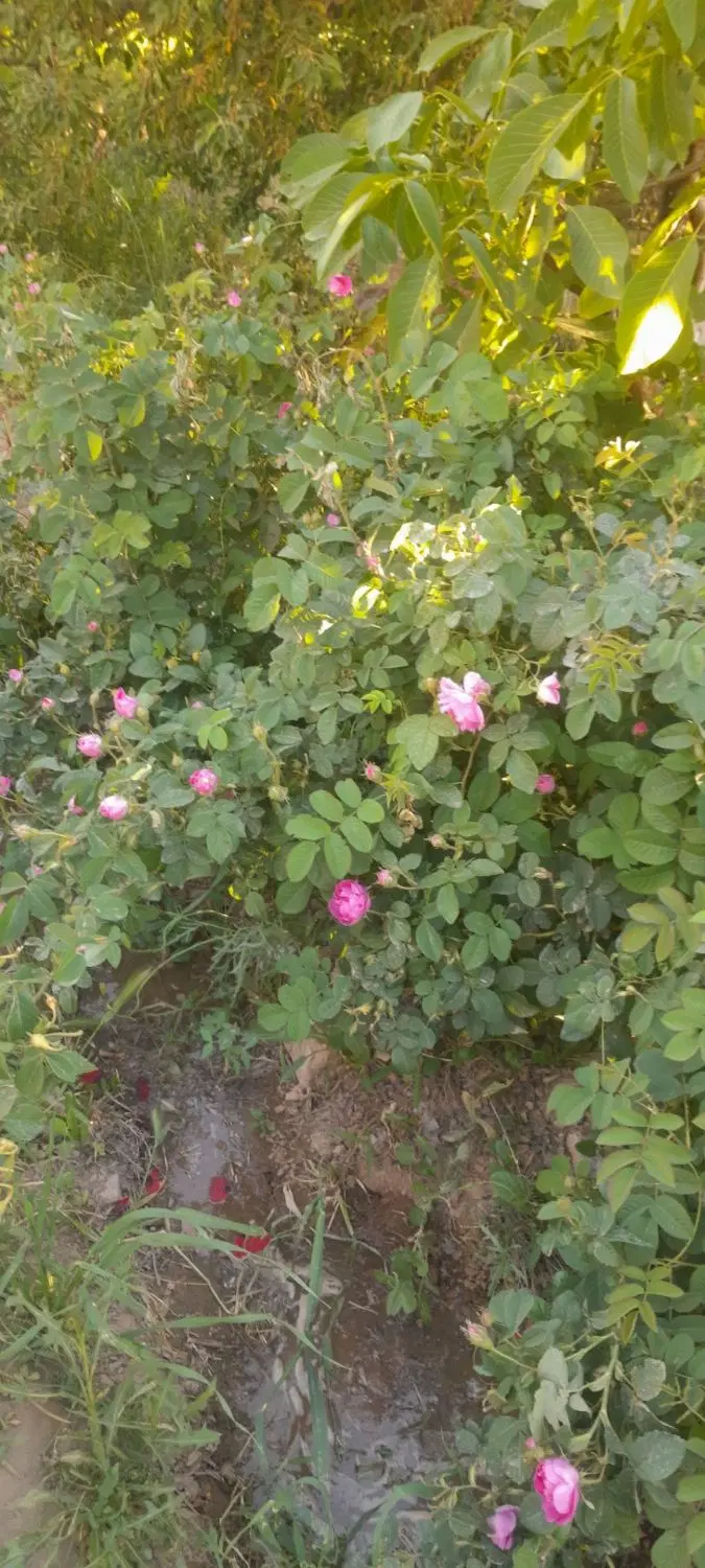 زمین کشاورزی