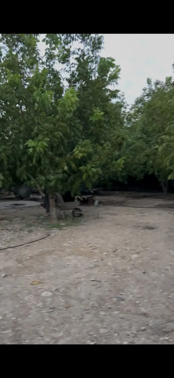 باغ ثمری