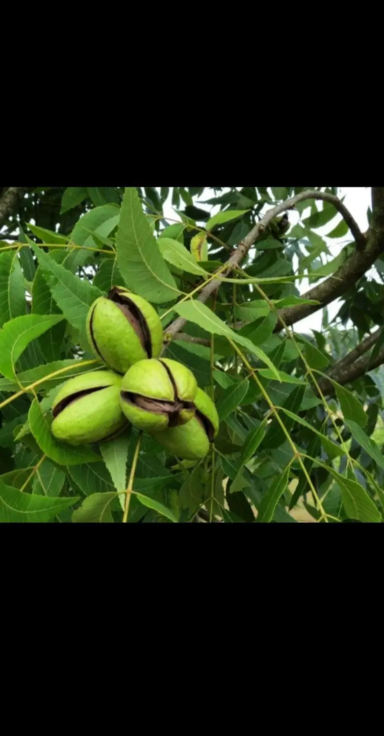 باغ گردو اجاره میدم