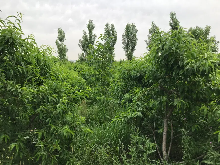 باغچه در باغستان شهریار