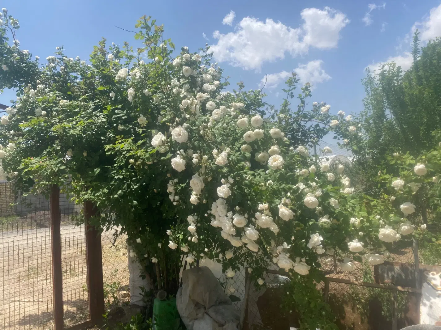 گلخانه فروشی