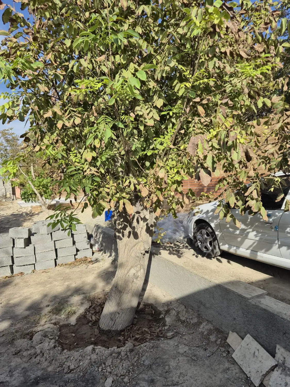 باغچه کاشانک