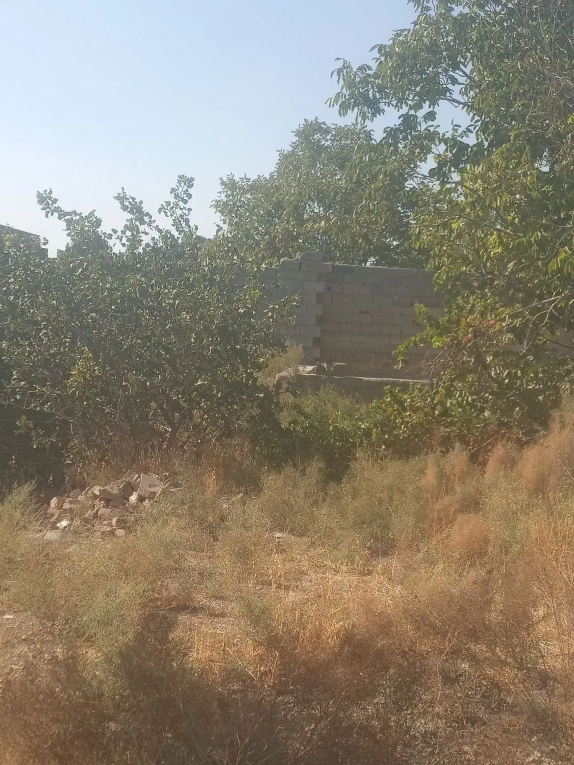 باغچه چهاردیواری