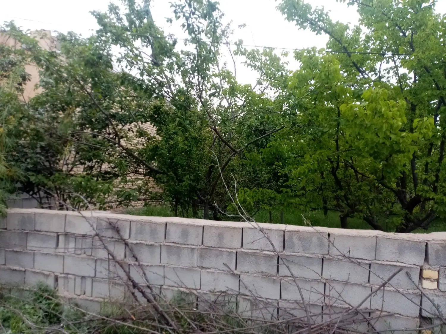 باغ فرشی روستای کلاته نقی
