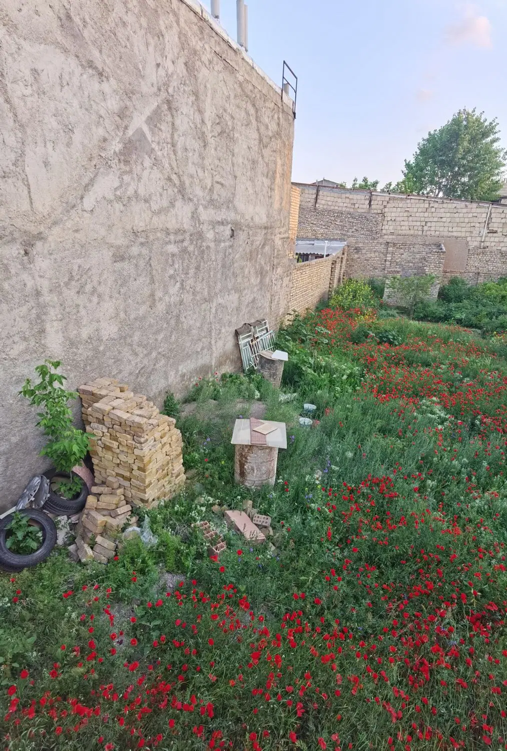 زمین مسکونی فروشی با متراژ بالا در خیابان ساحلی