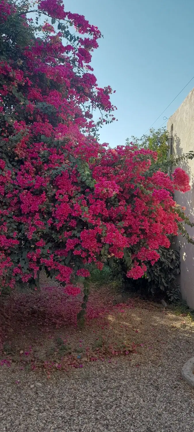 اجاره خانه مستقل وحیاط دار