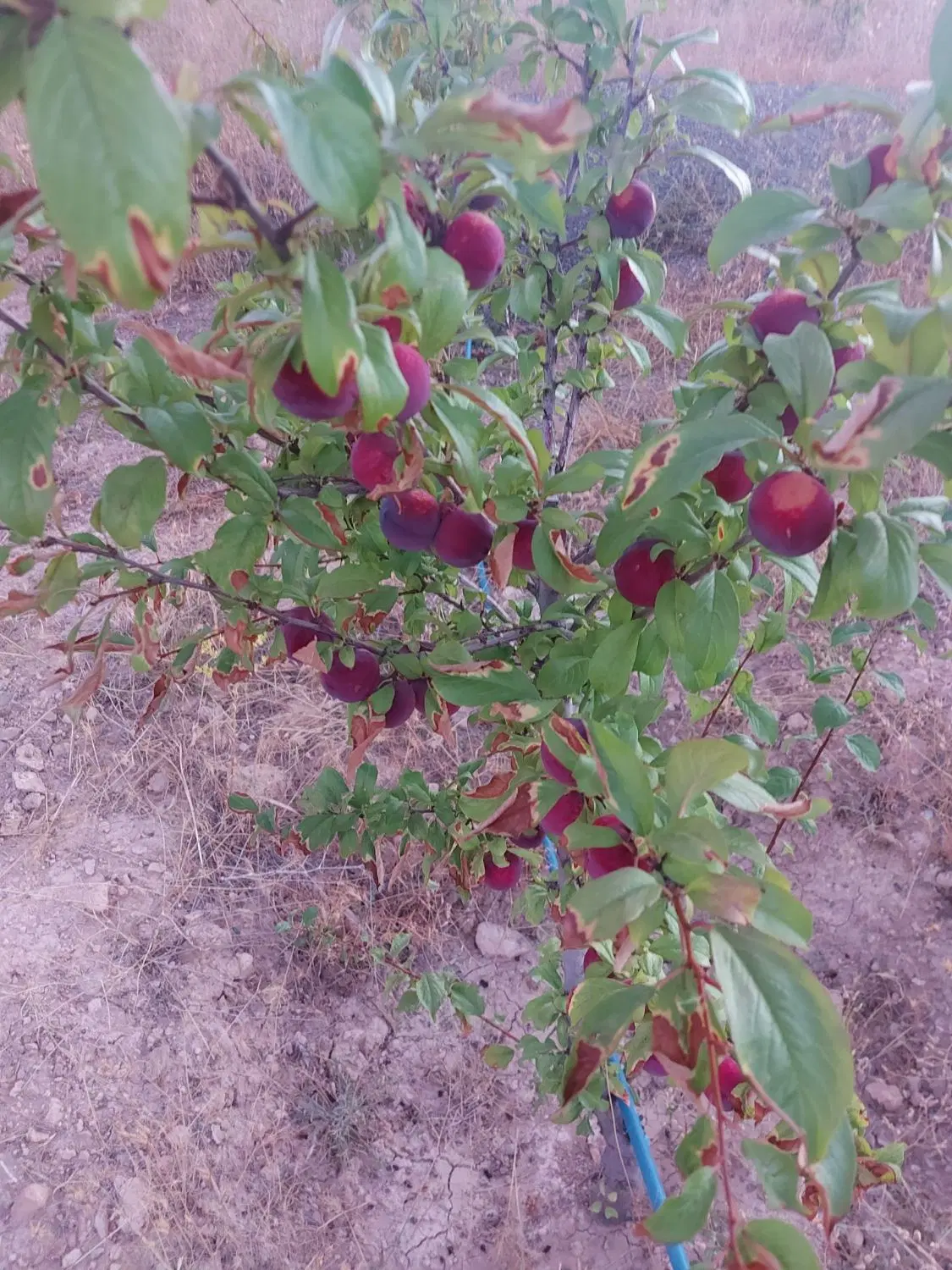 زمین ویلایی در زین آباد