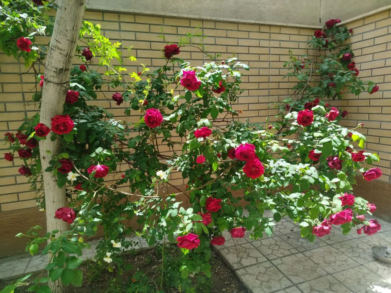 خونه با صفا و دل نشین