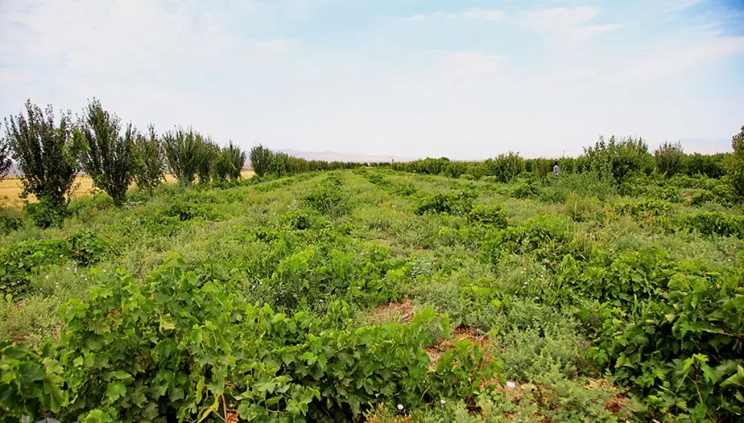 فروش زمین باغی