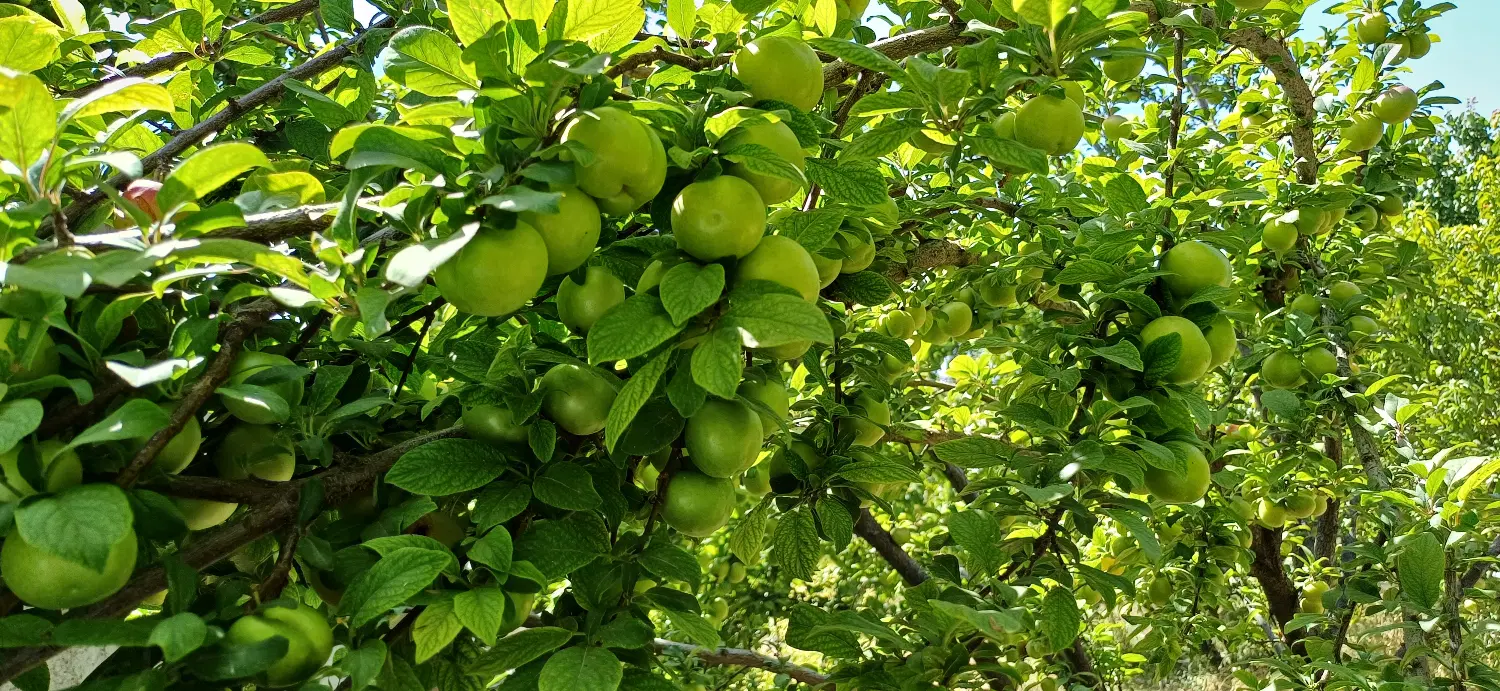 باغچه شهریار- 1250 متر- سنددار