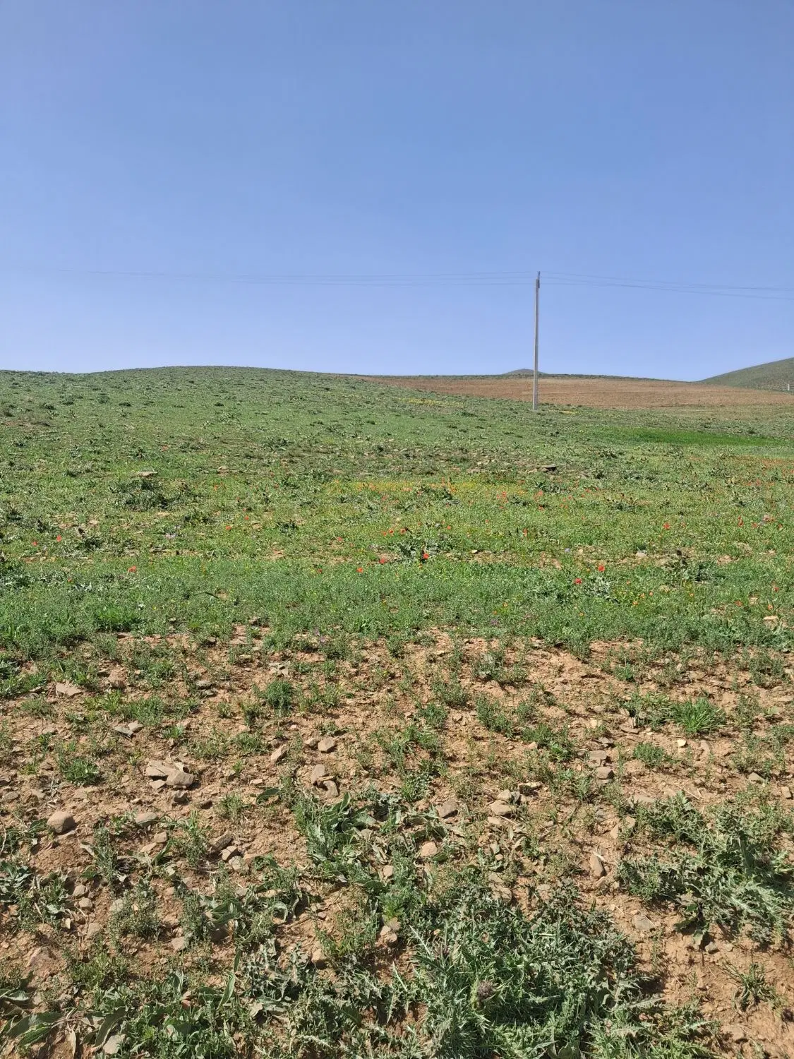۳۰۰۰ متر زمین با آب کشاورزی در گوار عقیل آباد