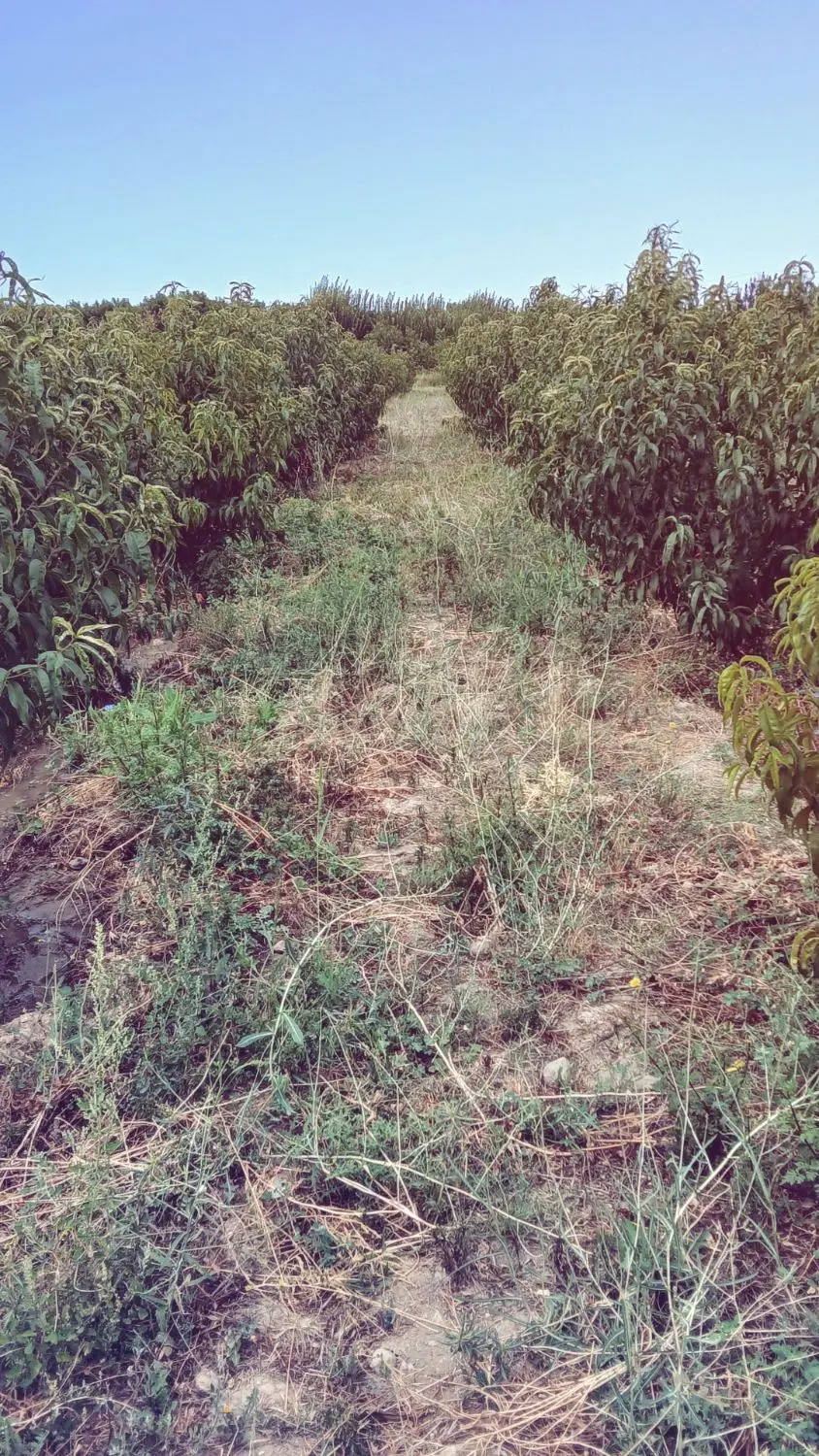 زمین رضایی