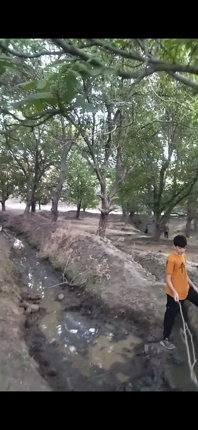 باغ گردو در ورکانه