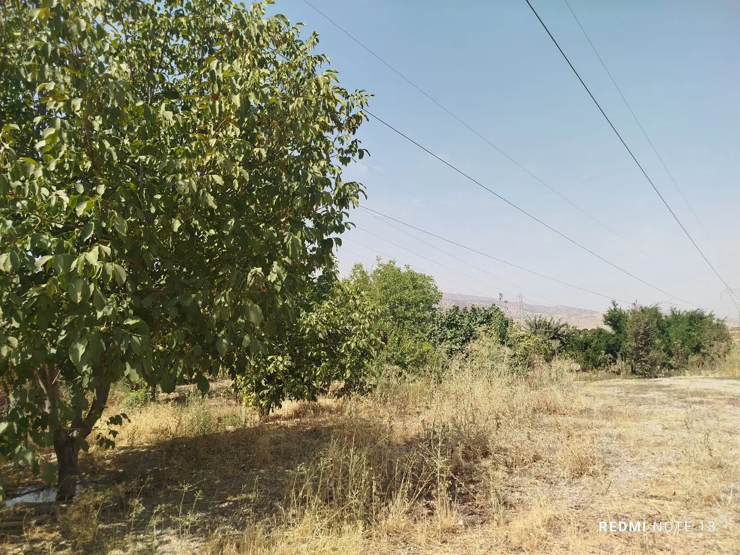 خونه باغ