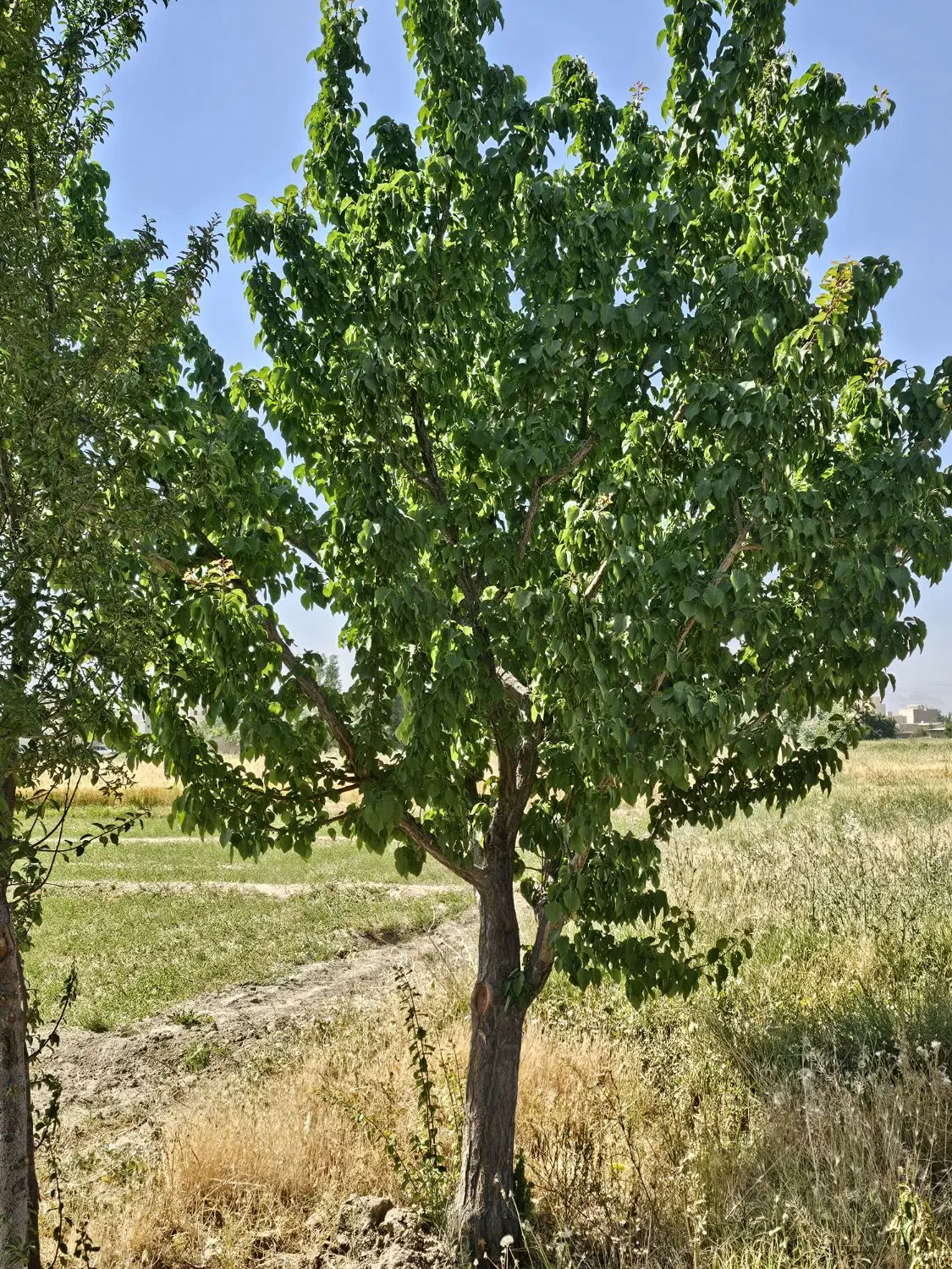 زمین کشاورزی