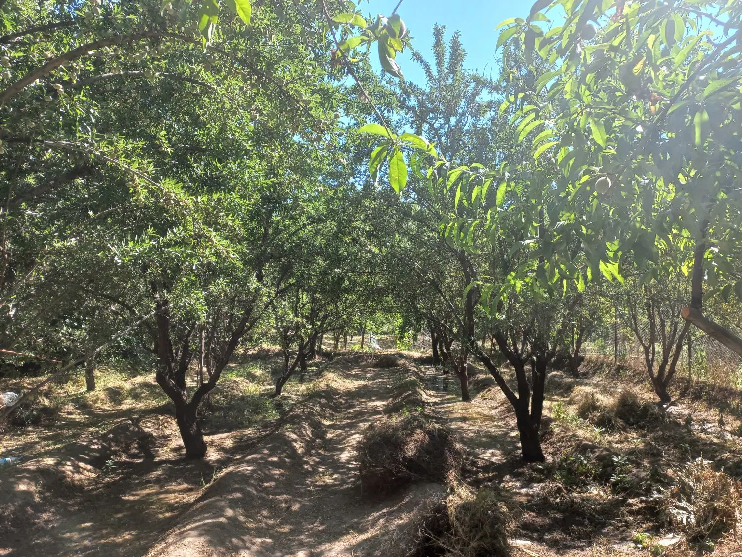 باغ