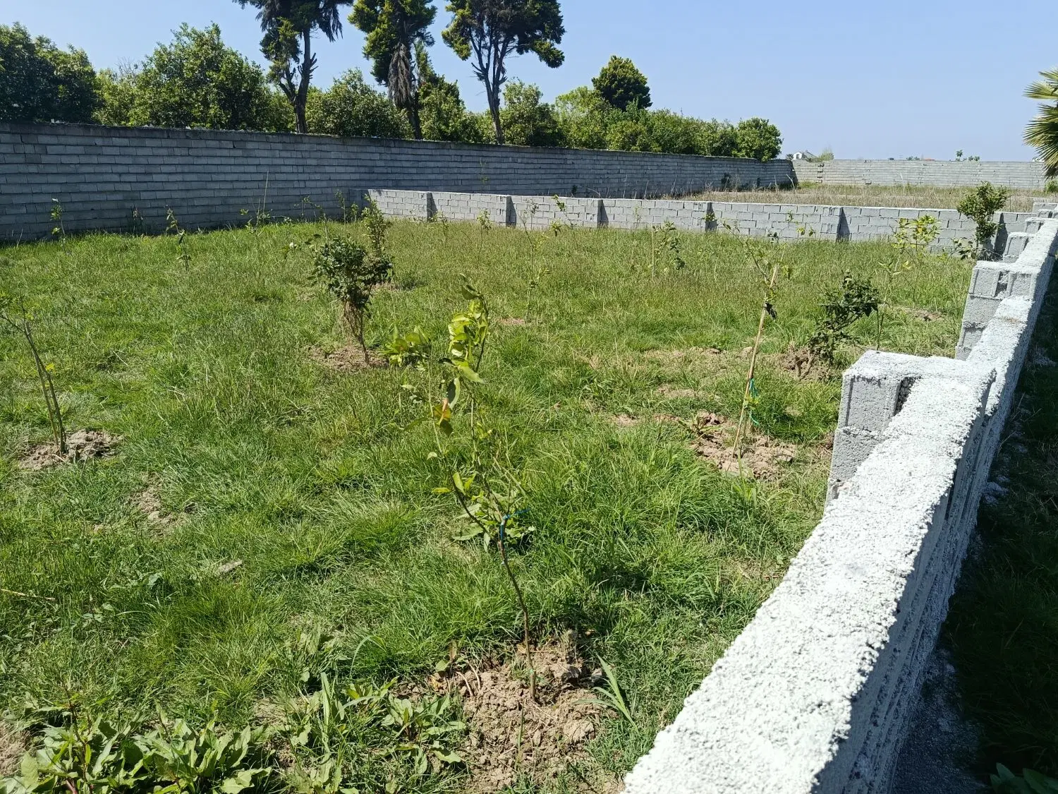 زمین باغی در کلامحله