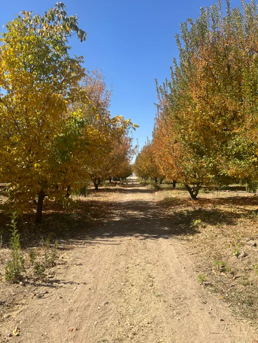 باغ همایجان