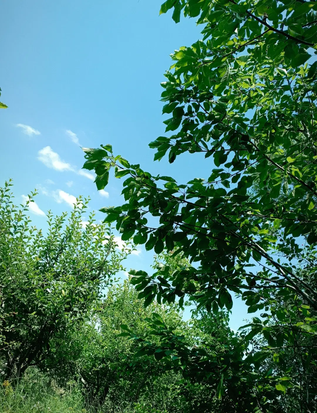 یک قطعه باغ در شهرستان اهر