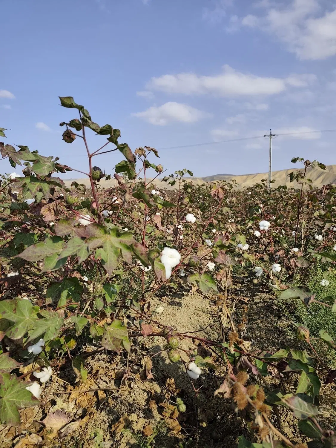 زمین زراعی و باغی در روستای حاجی آباد