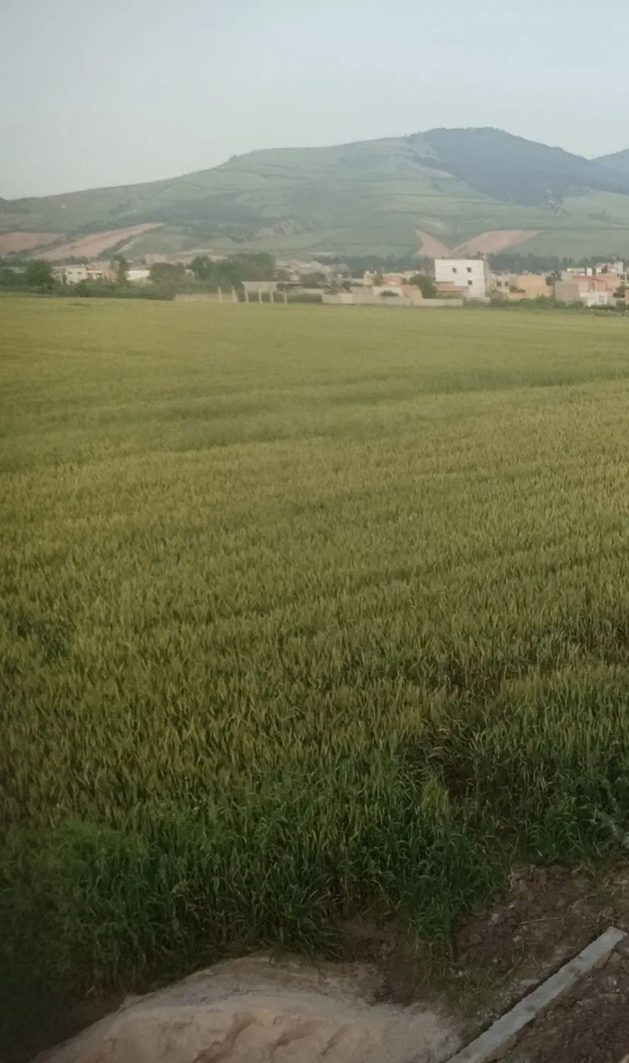 زمین کشاورزی