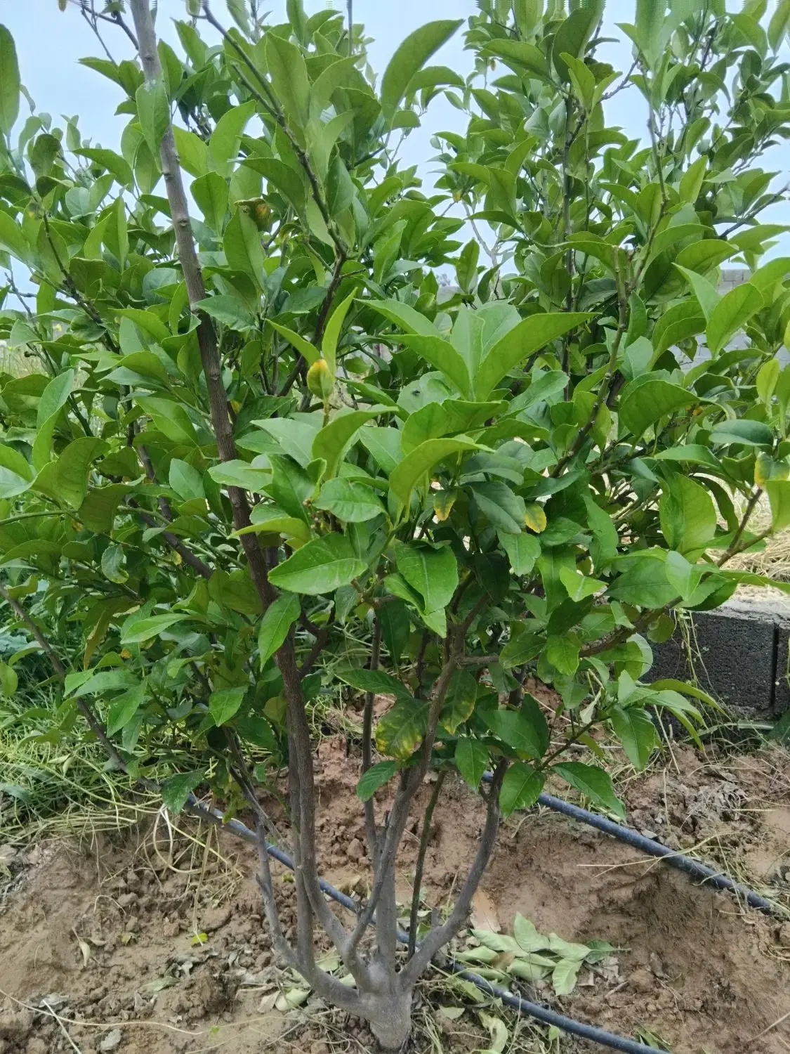 باغ کوچه تالارطاووس
