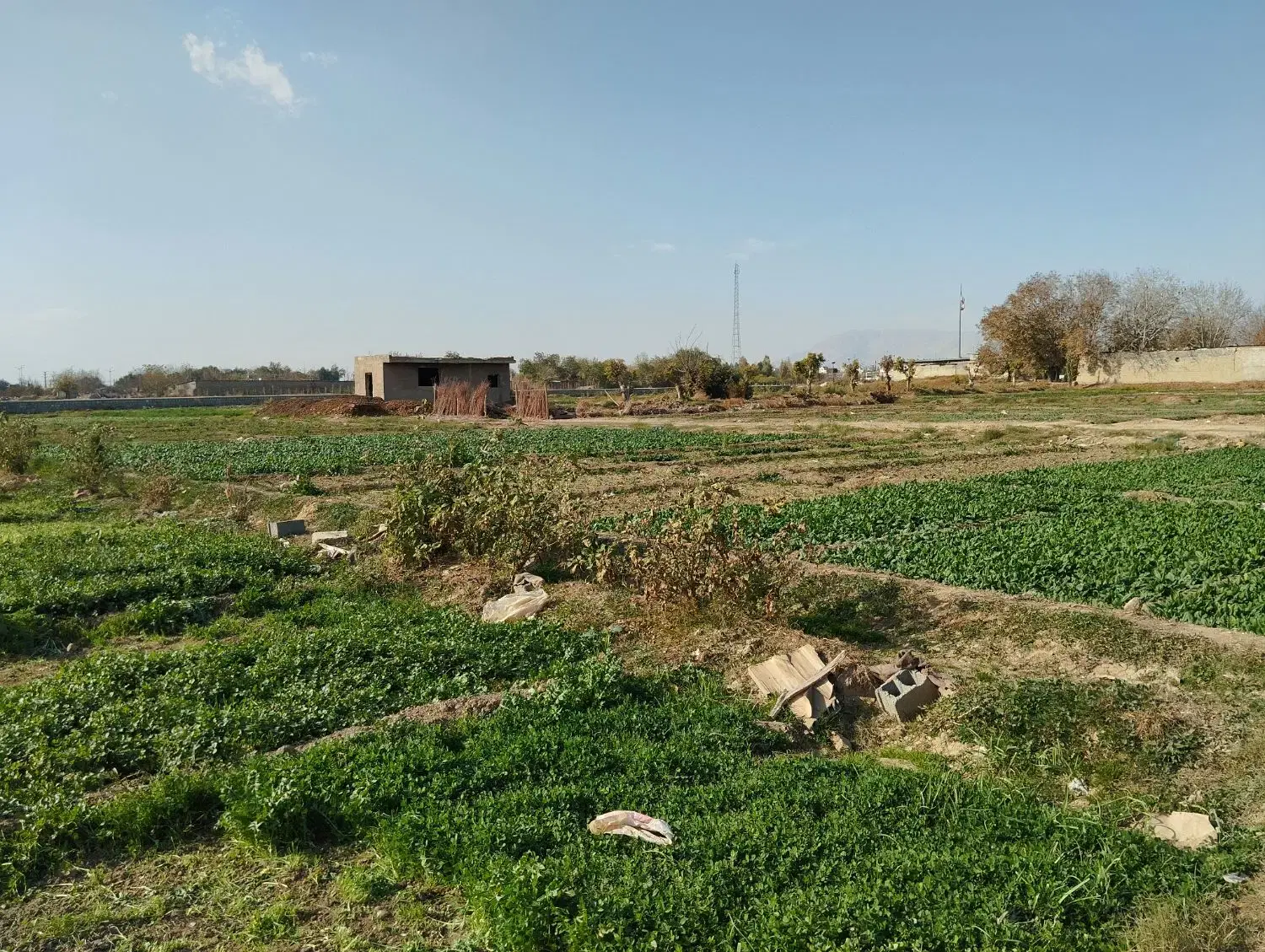 زمین کشاورزی
