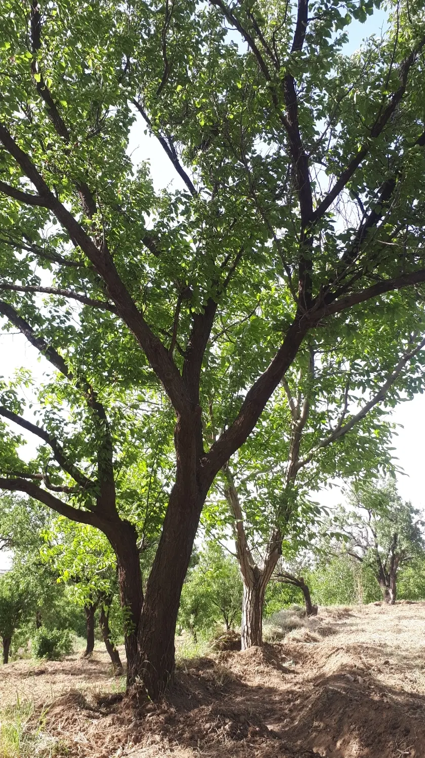 باغ میوه بکر و عالی