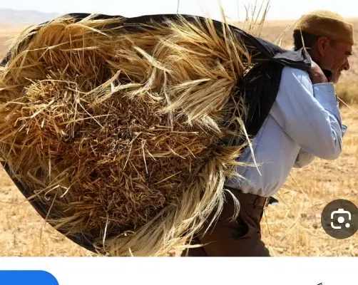 اجاره زمین کشاورزی