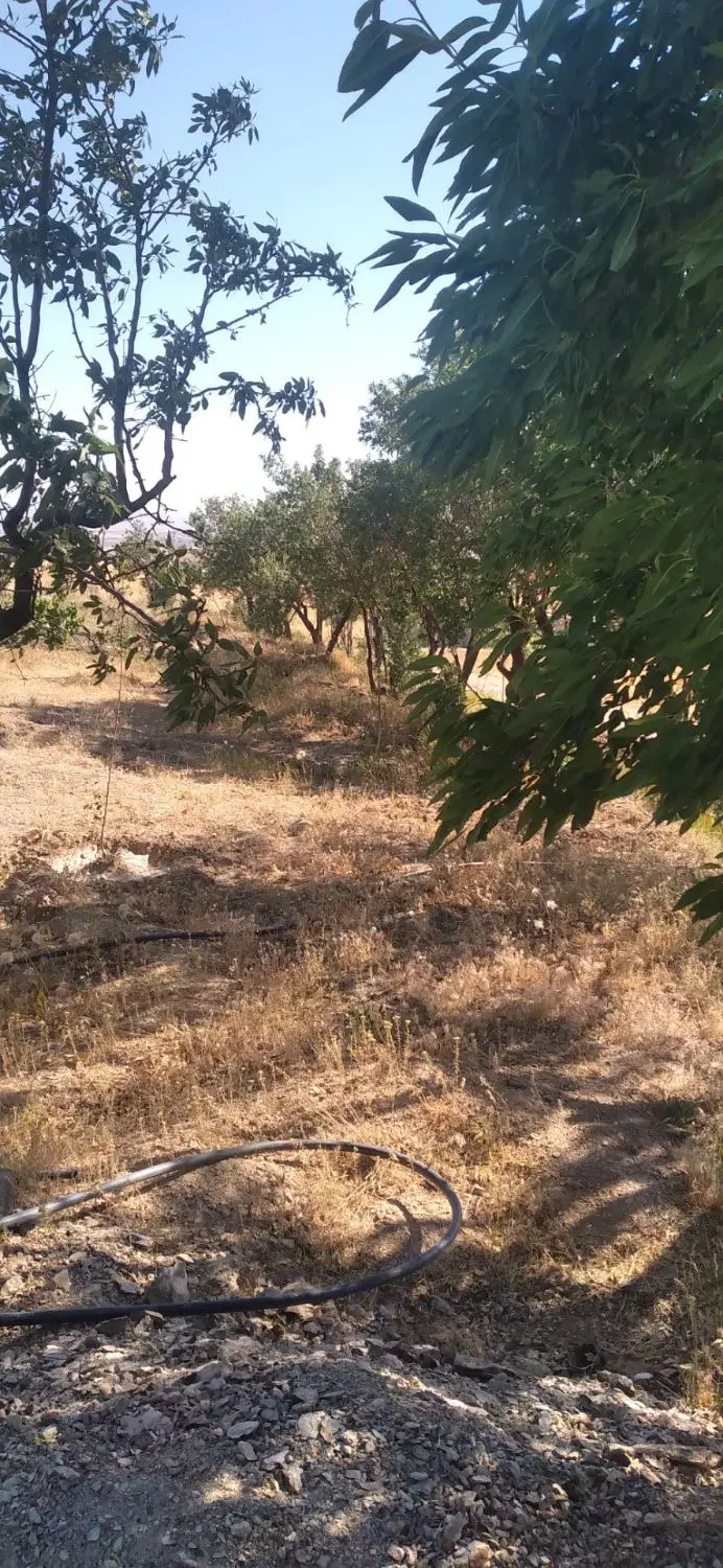 فروش باغ در روستای بارابند همدان
