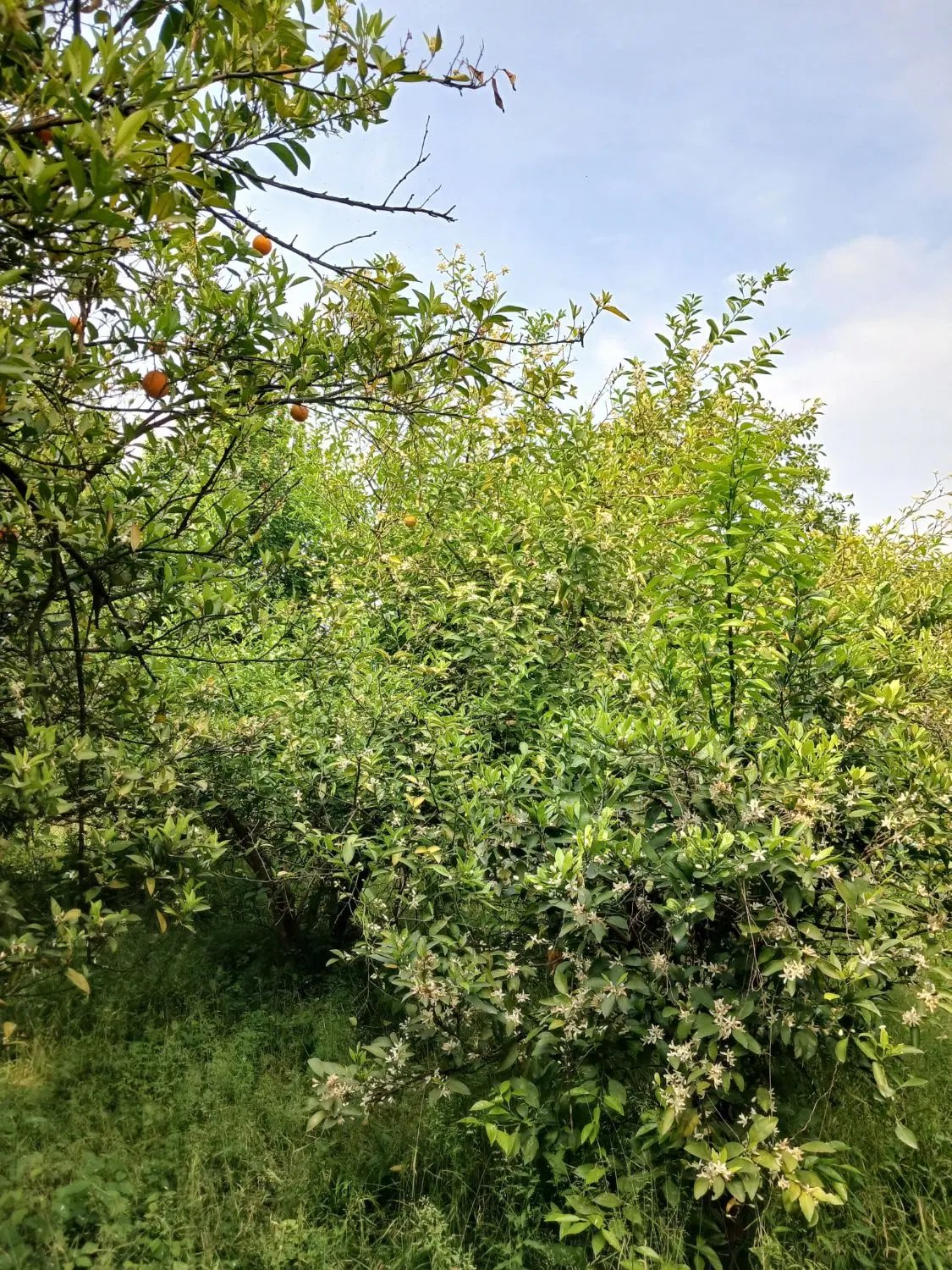 فروش زمین باغی