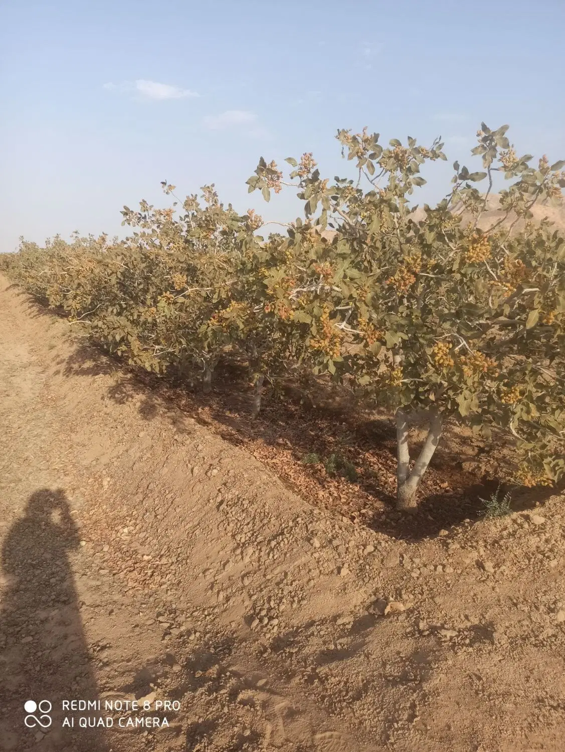 فروش باغ پسته