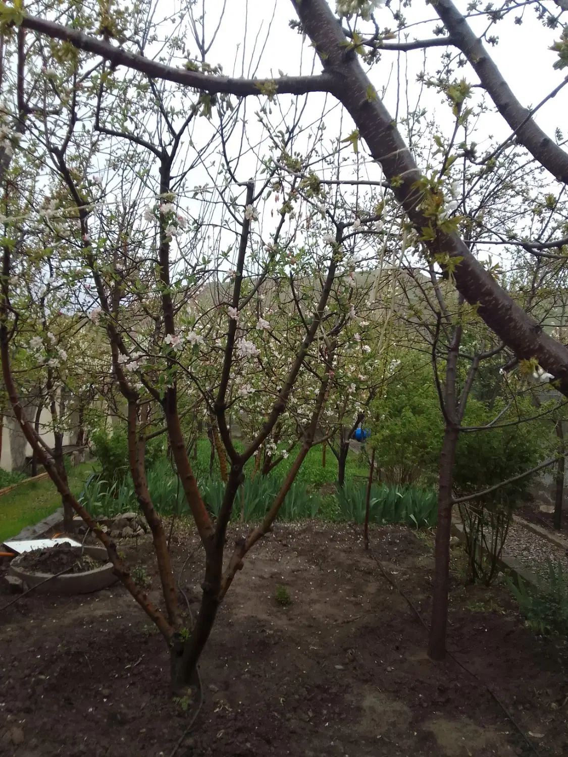 زمین کشاورزی سنگ بست