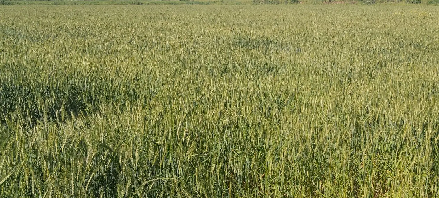 زمین کشاورزی یک هکتارتقی آباد گرگان