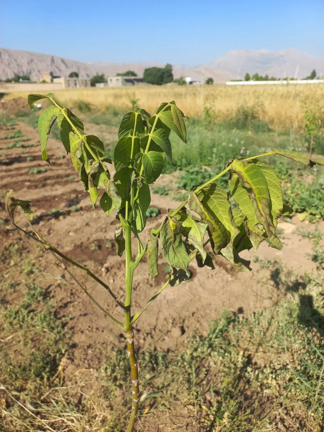 ۶۰۰ متر زمین در روستای سیاه بید علیا