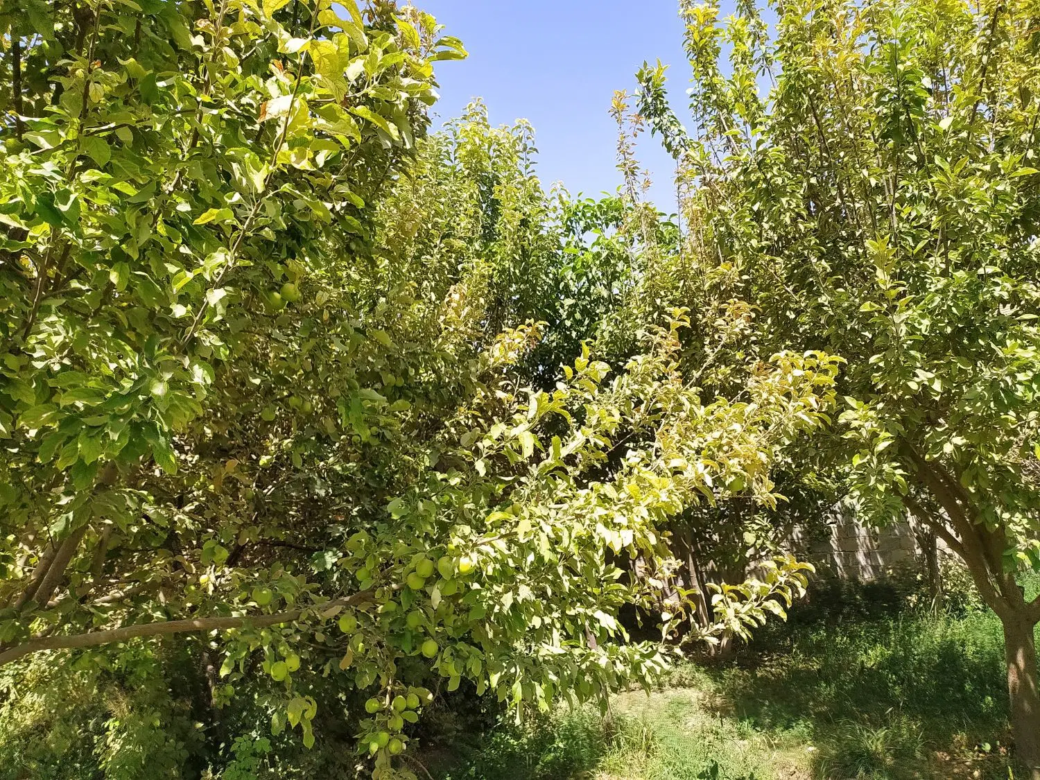 زمین مسکونی (فروش ویژه)