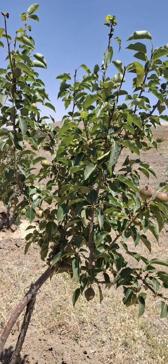 باغ 1200متر روستای سردره
