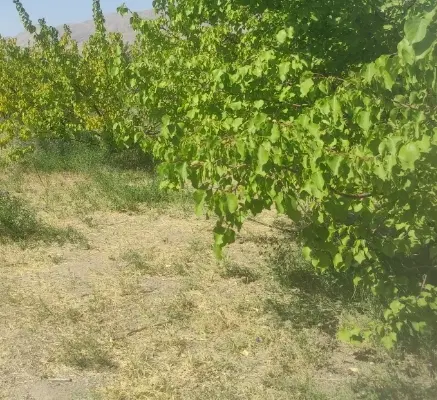 باغ مناسب ویلا دارایی اب برق گاز